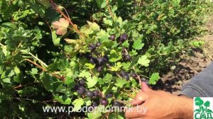 ? Крыжовник сорт Северный капитан. ?