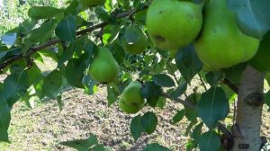 Старинный бельгийский сорт груши БЕРЕ НАПОЛЕОН /с очень сочными вкусными плодами