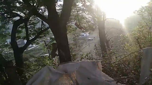 LANTANA CAMARA смотреть онлайн