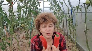 Крупноплодный перец Алкмар, Игало, Латинос, Какаду. (теплица 29 сентября 2020г.)