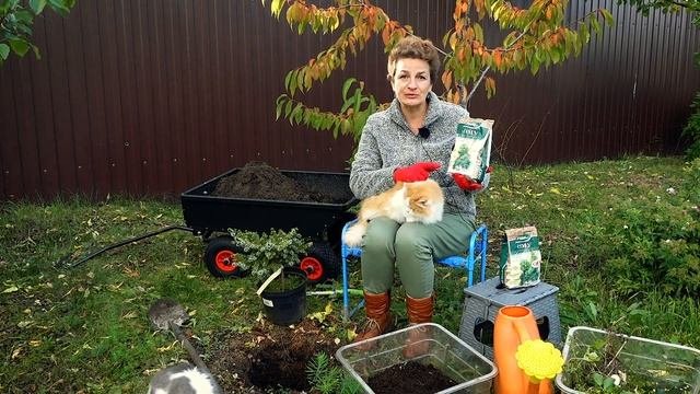 С этим удобрением приживутся даже самые 
