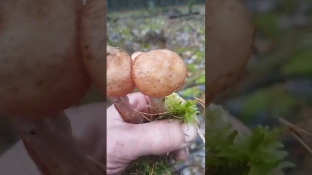 12.11.23 гриби в листопаді смотреть онлайн