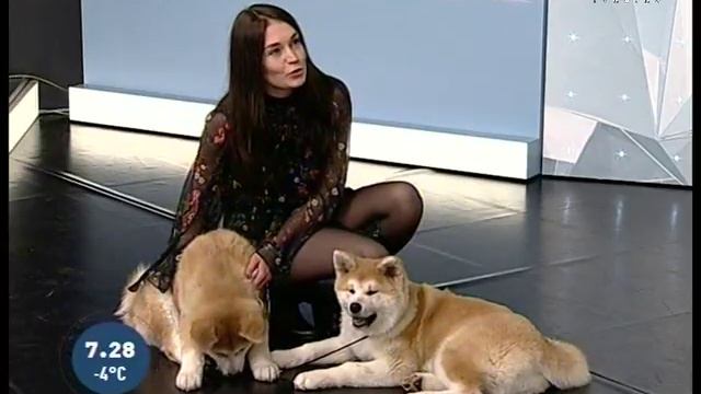 Акита ину Хатико или собака президента смотреть онлайн