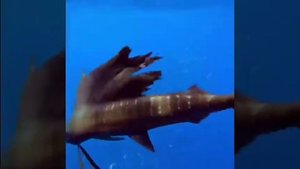 рыба парусник