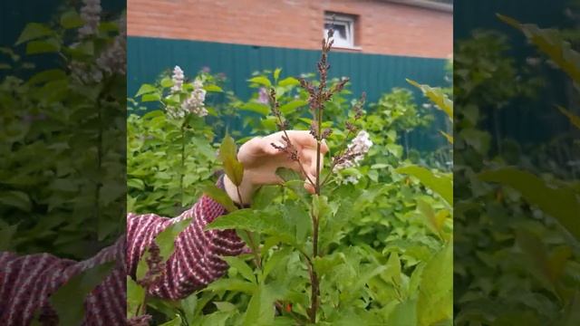 Сирени на продажу. Алена Семенцова. Елена Тамарина. Карнавал Цветов смотреть онлайн