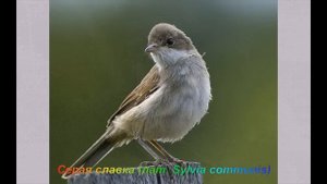 Голоса птиц - Серая славка (лат. Sylvia communis)