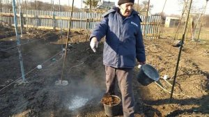 Внесение органических удобрений весной под виноград