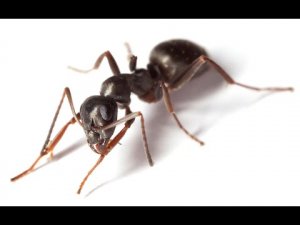 Как избавиться от муравьёв в доме навсегда!.