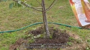 Чем подкормить грушу