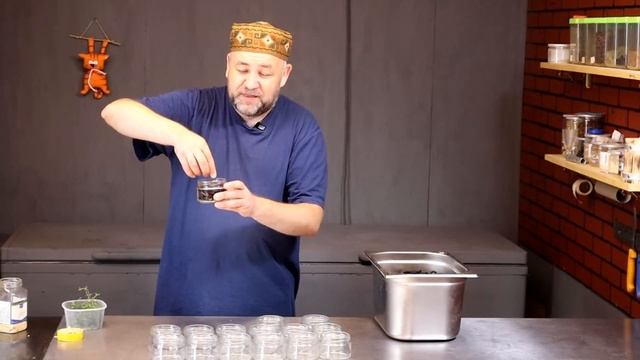 ВЯЛЕНАЯ СЛИВА Великолепная закуска и оригинальный деликатес