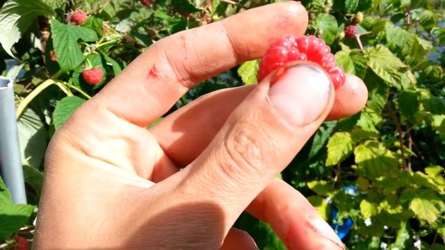 Малина Рубифол рем. Брикс. Дегустация. смотреть онлайн