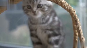 ?Мяуканье котят. Звуки мяуканья котят. Звуки кошки ?