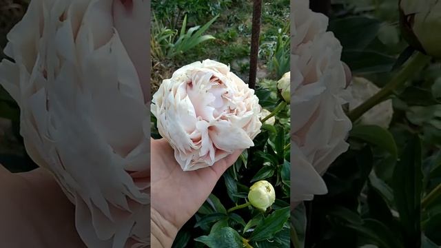 Сорт-легенда , красень Соланж!