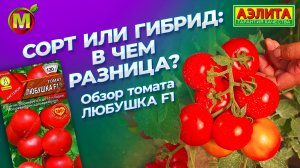 ТОПовый томат! Наш гибрид ЛЮБУШКА F1