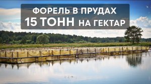 Форель в прудах. Плотность посадки 15 тонн на 1 гектар