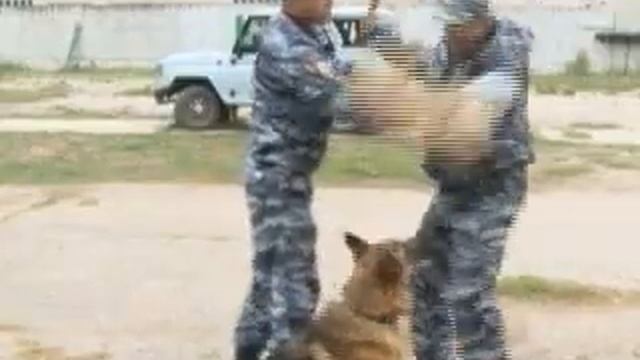 Как воспитывают собак кинологической службы? смотреть онлайн
