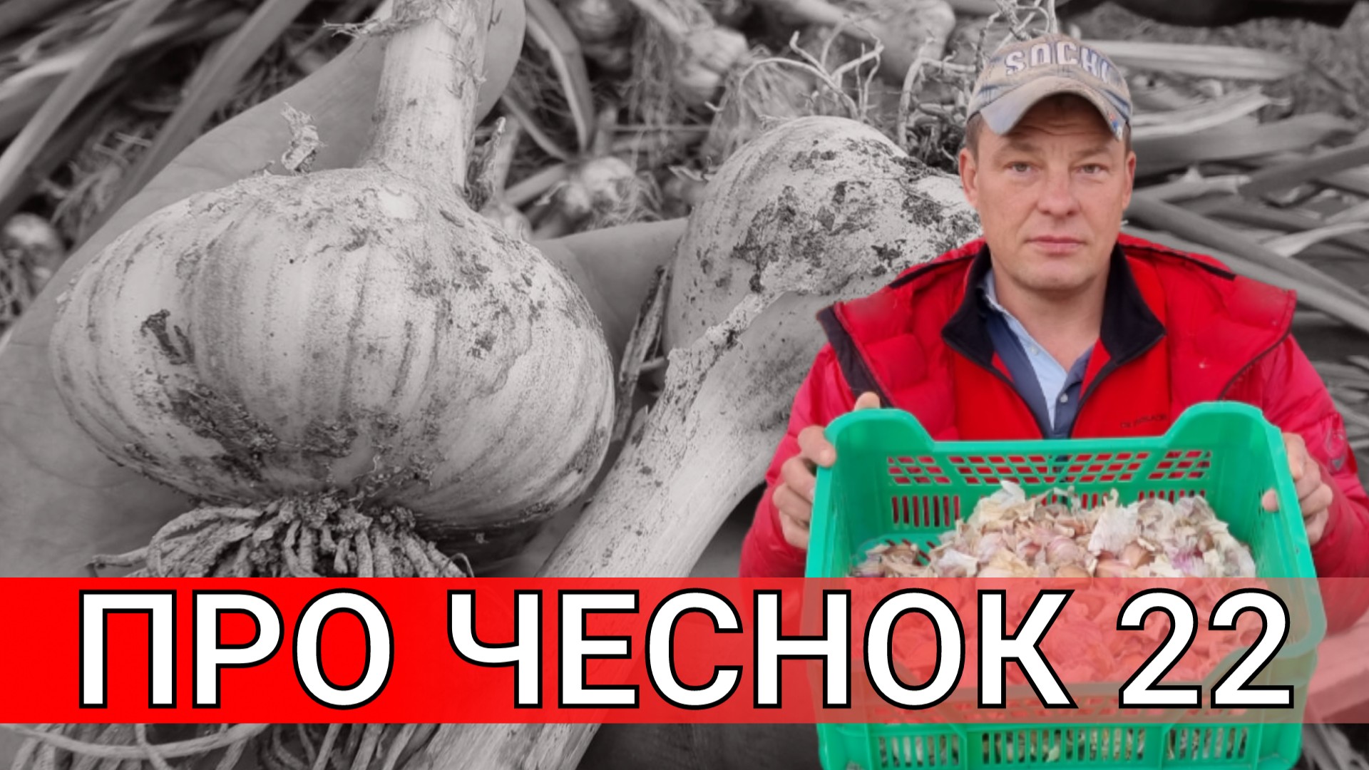 КРУПНЫЙ ЧЕСНОК, ДА БЕЗ ПРОБЛЕМ, ПРО ЧЕСНОК ПО ЧЕСНОКУ 22