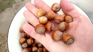 Фундук Футкурами, Давыдовский, Долинский, Черкесский-2. Сбор урожая.