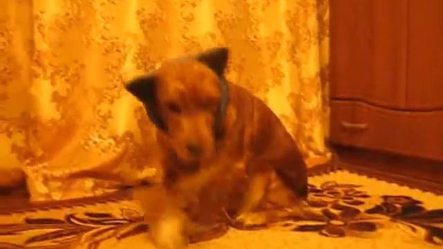 Шапочка для собачки :) / Little cap for a doggy :) смотреть онлайн