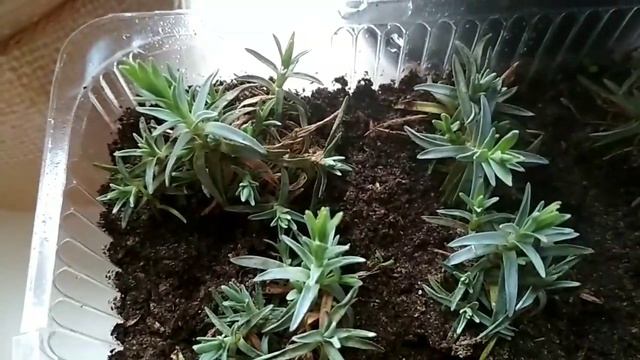 Комнатные цветы.Почеренковала гвоздику. смотреть онлайн