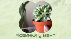 Новинки в коллекции. Аспидистра и агава. Пересадка.