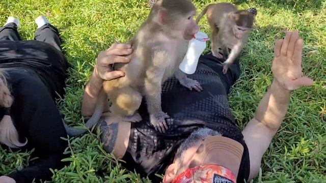 Пикничок с гамадрилками Ники и Луной ! Прекрасный отдых! смотреть онлайн