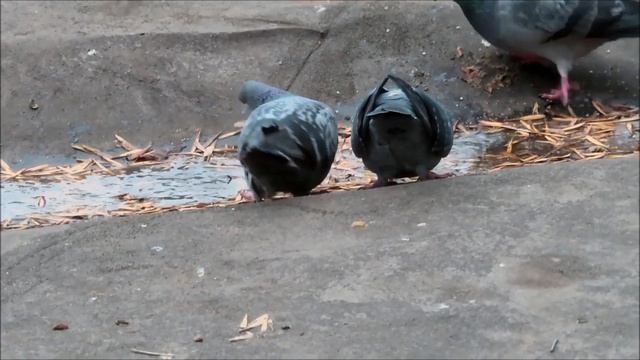 Голуби играют в футбол кусками хлеба 2022 (Pigeons football autumn 2022) смотреть онлайн