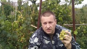 Сбор винограда сорта Мускат и Цетрин ( часть 1)