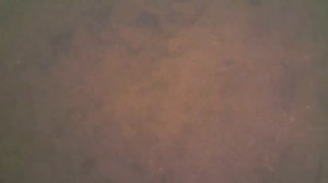 Как питается речная плотва и уклейка зимой.