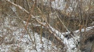 ТАКСА И ФРАНЦУЗСКИЙ БУЛЬДОГ на Зимней Охоте