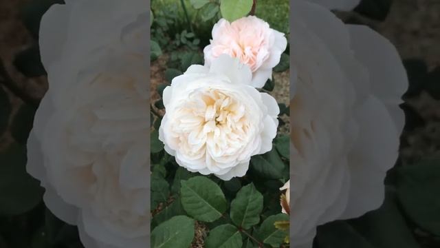 Английская роза Crocus Rose начала своё торжественное цветение ) Роза посадки весна 2022.