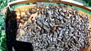 Пчёлы на даче. Ставим второй корпус в безвзяточный период !.mpg