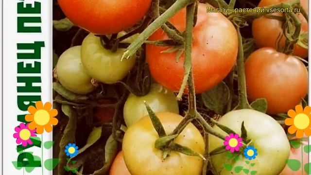 Томат Румянец Петербурга F1. Краткий обзор, описание solanum lycopersicum Rumianetc Peterburga F1 смотреть онлайн