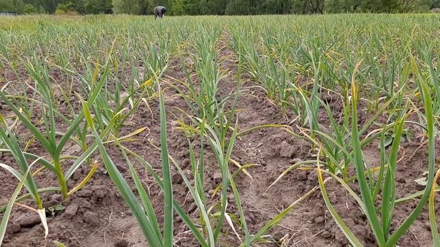 Прополка чеснока, контроль грибковых заболеваний, ржавчина на чесноке!!! Ждем выхода стрелки чеснок смотреть онлайн