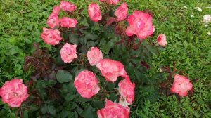 Розы в Подмосковье. Розы Auf Die Freundschaft и Jubile du Prince de Monaco