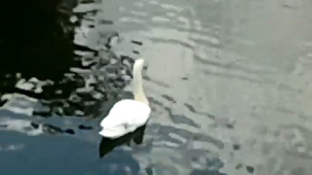 Жизнь водоплавающих птиц на пруду