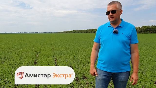 ЗАЩИТА ОТ БОЛЕЗНЕЙ нута - (BASF, Syngenta, Bayer, Август) - выбираем фунгицид.