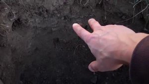 Пересадка шелковицы