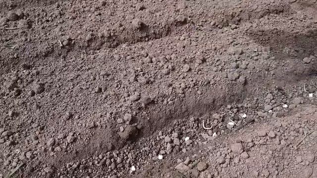 Огородный Сезон открыт!!? Посадили лук? чеснок ?морковь? В новой Теплице поселились Томаты ? смотреть онлайн