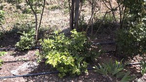 хлороз на розах, как определить, причины и лечение, chlorosis on roses, what causes and treatment