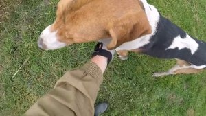 Алтай гончак