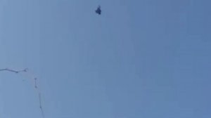 Игра Бухарских Голубей,в Небе Акмаля Голуби 2021г #tauben #pigeons