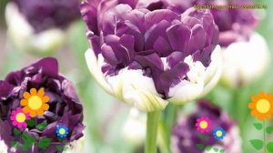 Тюльпан пионовидный Блю Вау. Краткий обзор, описание характеристик tulipa Blue Wow