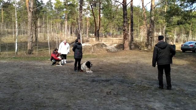Команда "ко мне", подзыв. Московская сторожевая щенок. смотреть онлайн
