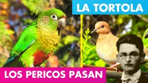 LOS PERICOS PASAN ALFREDO ESPINO??️ | La Tortola Alfredo Espino?️? | Poemas del Poeta Alfredo Es