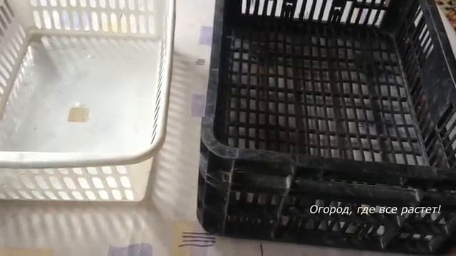 Как сохранить МОРКОВЬ и СВЁКЛУ зимой.mp4 смотреть онлайн