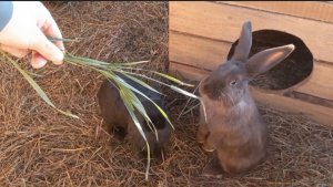 Кролики. Что они больше любят есть?)