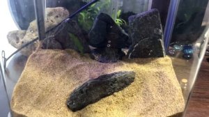 Семена из китая. Нано аквариум.