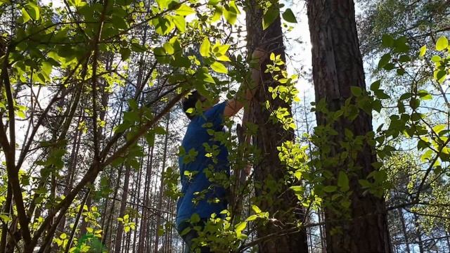 Дачный влог.Косим траву на участке.Вешаем скворечник.Делаем шашлыки.Дачные хлопоты на Чудском озере