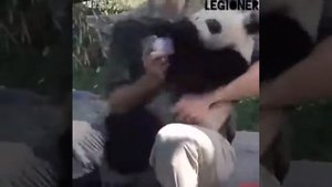 Видео про то как человек и животные любят
